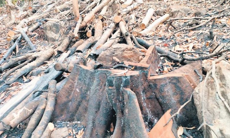 Thousands of trees burnt inside Kodagu Reserve Forest