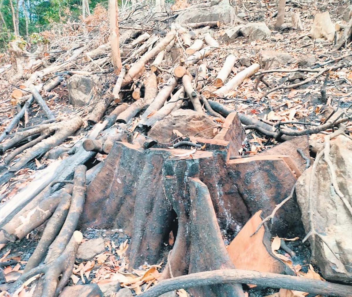 Thousands of trees burnt inside Kodagu Reserve Forest