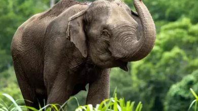 Elephant crushes woman who was trying to save her life, dies