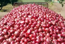 Government gave a big statement regarding onion amid elections