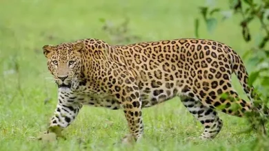 Nandyal: Killer leopard caught, shifted to Tirupati zoo