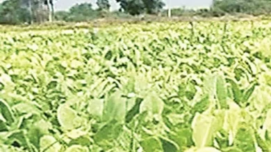 Andhra Pradesh News: Farmers of Ongole in Andhra unhappy with tobacco auction prices