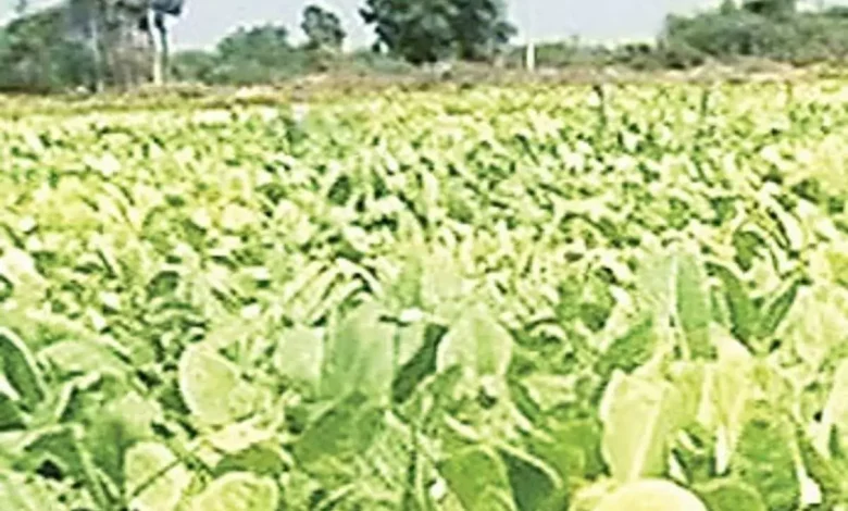 Andhra Pradesh News: Farmers of Ongole in Andhra unhappy with tobacco auction prices