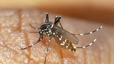Kerala News: 6 Kalamassery Municipality officials infected as dengue cases rise