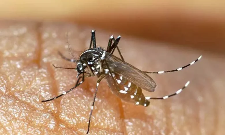 Kerala News: 6 Kalamassery Municipality officials infected as dengue cases rise