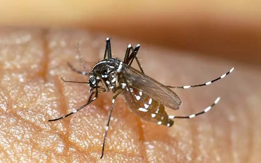 Kerala News: 6 Kalamassery Municipality officials infected as dengue cases rise