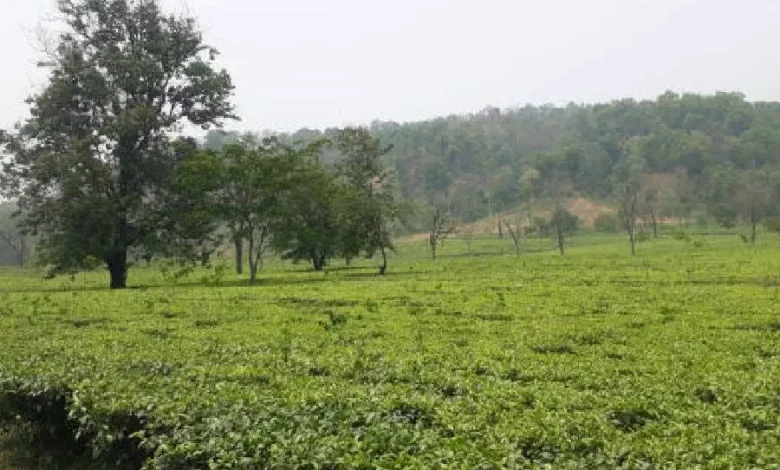 West Bengal: Bullets fired in clash over possession of Chopra tea garden, two injured