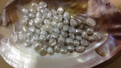 Business: Start pearl farming from home by investing 30 thousand rupees