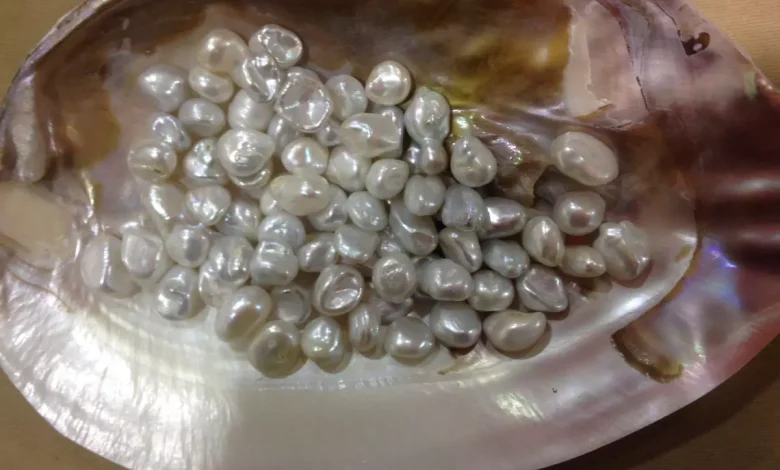 Business: Start pearl farming from home by investing 30 thousand rupees