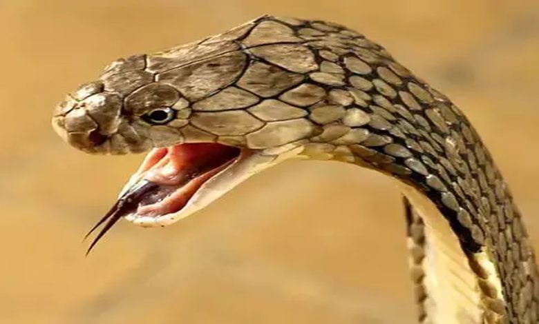 Scaring train passengers with a plastic snake proved costly for the young man, this action was taken