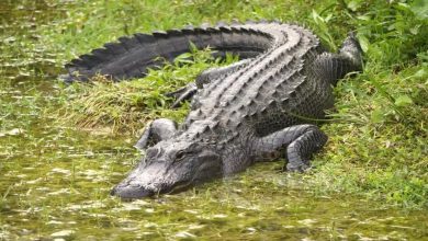 Crocodile targeted an old man, bit his private part