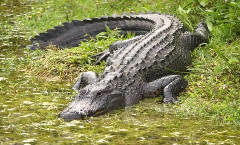 Crocodile targeted an old man, bit his private part