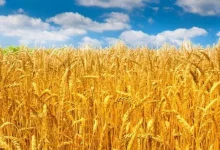 Use these new varieties to increase wheat production