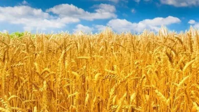 Use these new varieties to increase wheat production