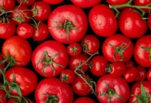 Tomato prices fell by 22% in one month- Center