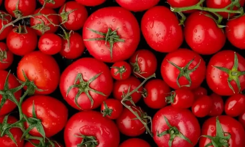 Tomato prices fell by 22% in one month- Center