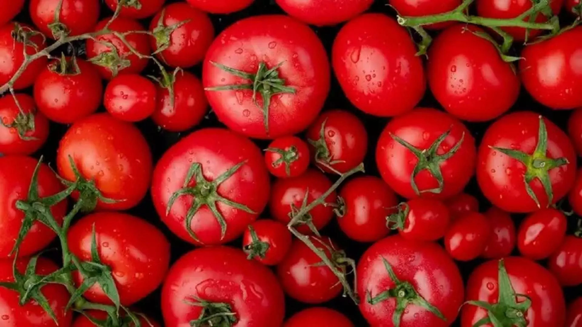 Tomato prices fell by 22% in one month- Center