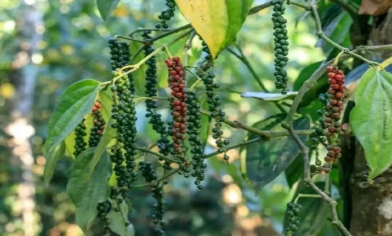 India's pepper market faces supply challenges due to climate change