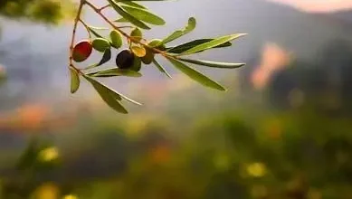 Spanish olive oil producer considering expansion into US market