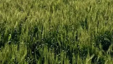 European Commission proposes new plan to provide subsidies to farmers for saving water