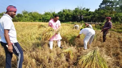 Tripura Minister Kishore Barman joins farmers in harvesting paddy in Sepahijala