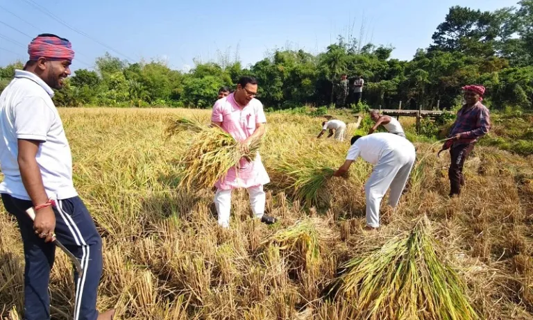 Tripura Minister Kishore Barman joins farmers in harvesting paddy in Sepahijala