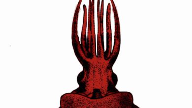 CMFRI scientists discover rare deep-sea 'octopus squid' in Arabian Sea