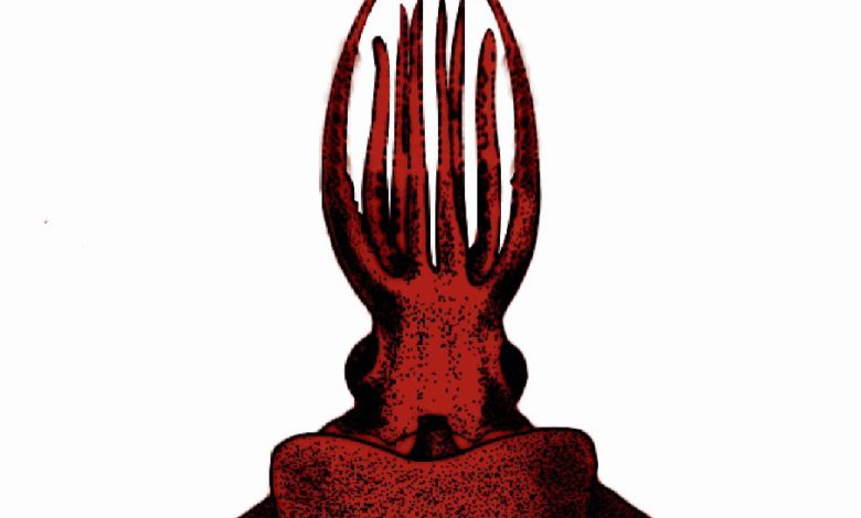 CMFRI scientists discover rare deep-sea 'octopus squid' in Arabian Sea