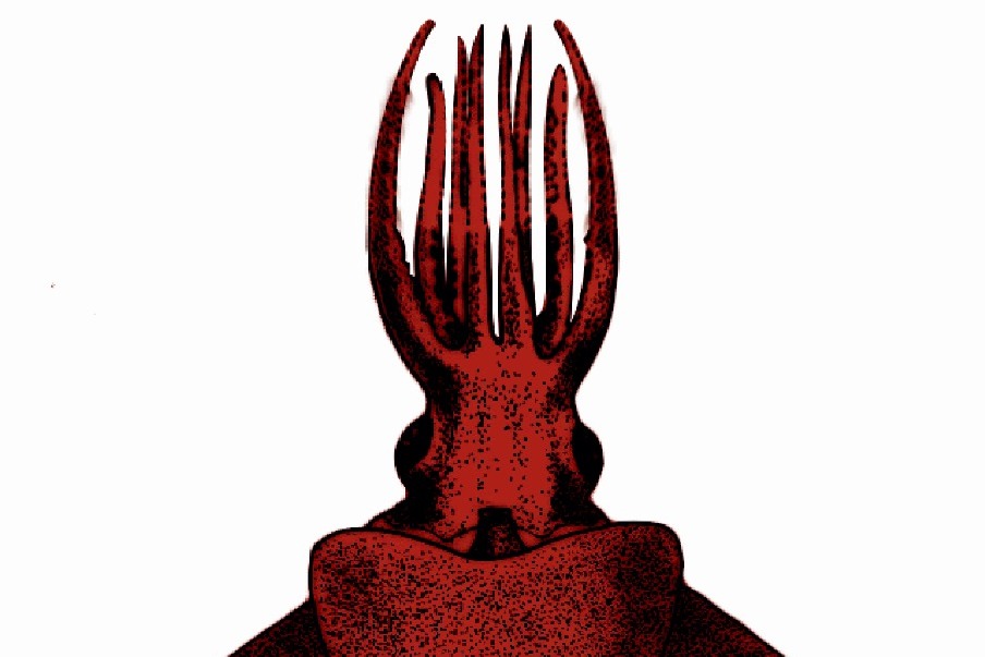 CMFRI scientists discover rare deep-sea 'octopus squid' in Arabian Sea