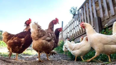 Bird flu; customers asked to leave, hotels closed from the 30th