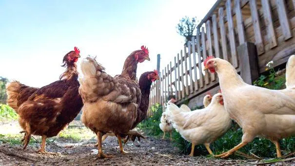 Bird flu; customers asked to leave, hotels closed from the 30th