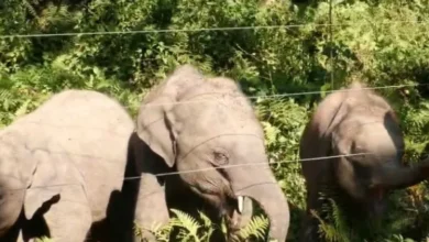 A wildlife success story in Assam: Increased elephant population in Manas National Park.