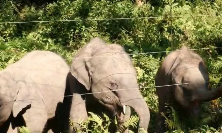 A wildlife success story in Assam: Increased elephant population in Manas National Park.