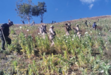 Anti-drug campaign intensifies in Manipur, 110 acres of opium destroyed