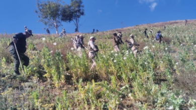 Anti-drug campaign intensifies in Manipur, 110 acres of opium destroyed