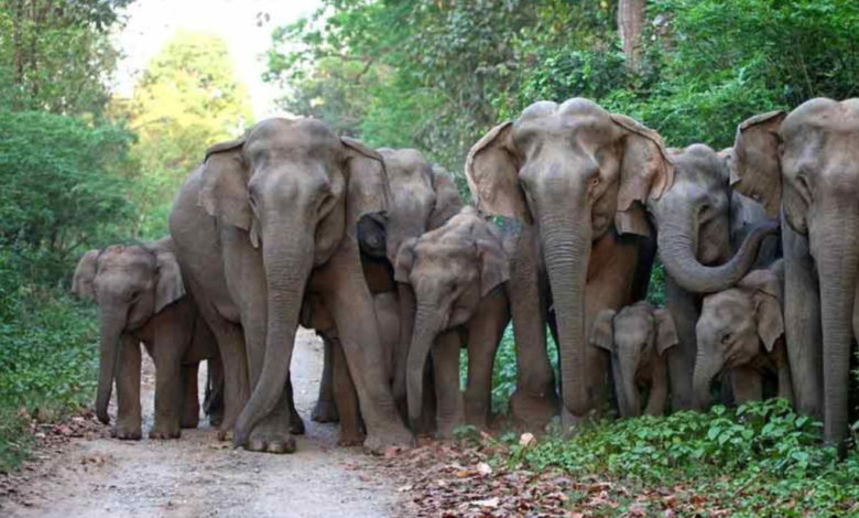 Assam: Eight new corridors being constructed for elephants in Tinsukia.