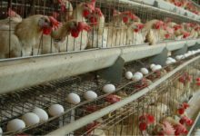 Tamil Nadu steps up surveillance along Kerala border amid rising bird flu cases