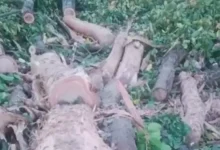 Illegal felling of Sarai trees in Marwahi, forest wealth at risk