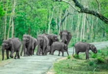 Tripura government plans to build four elephant passes as part of rail safety improvements