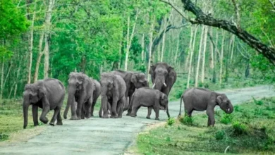 Tripura government plans to build four elephant passes as part of rail safety improvements