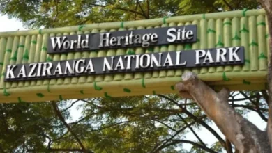 Assam floods: Prohibitory orders imposed on Kaziranga Highway to protect wildlife